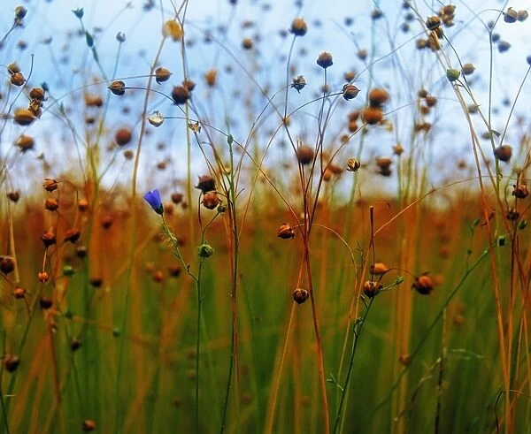 Flax Field, Co Down, Ireland