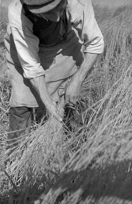 Framed Print : Flax Harvest Framed Print : Flax Harvest