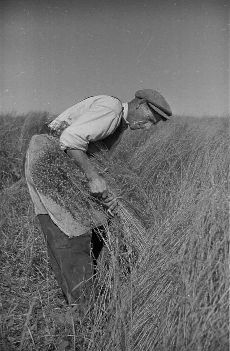 Framed Print : Flax Harvest Framed Print : Flax Harvest