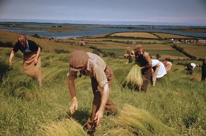 Framed Print : Flax Harvest Framed Print : Flax Harvest