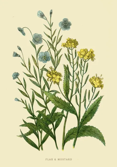 Framed Print : Flax and Mustard illustration 1851 Framed Print : Flax and Mustard illustration 1851