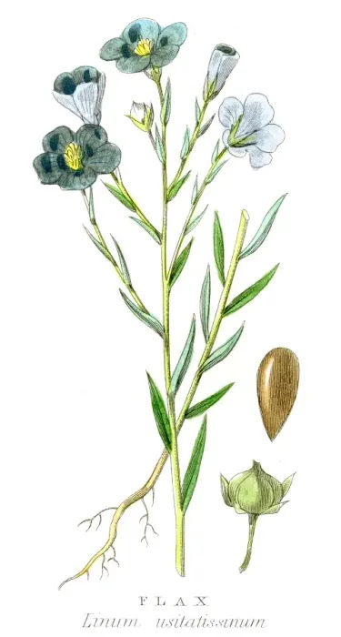 Framed Print : Flax plant botanical engraving 1857 Framed Print : Flax plant botanical engraving 1857