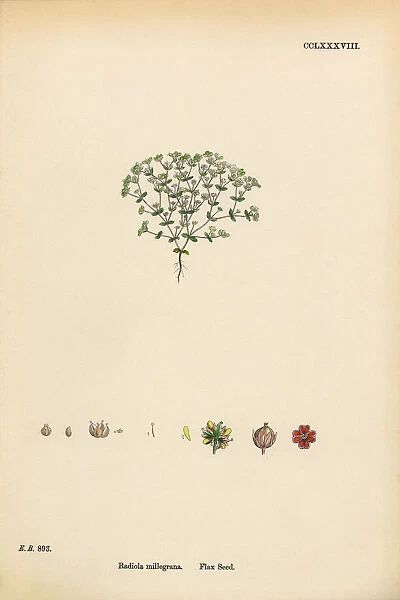 Flax Seed, Radiola Millegrana, Victorian Botanical Illustration, 1863