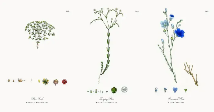 Framed Print : Flax Seed, Radiola Millegrana, Victorian Botanical Illustration, 1863 Framed Print : Flax Seed, Radiola Millegrana, Victorian Botanical Illustration, 1863