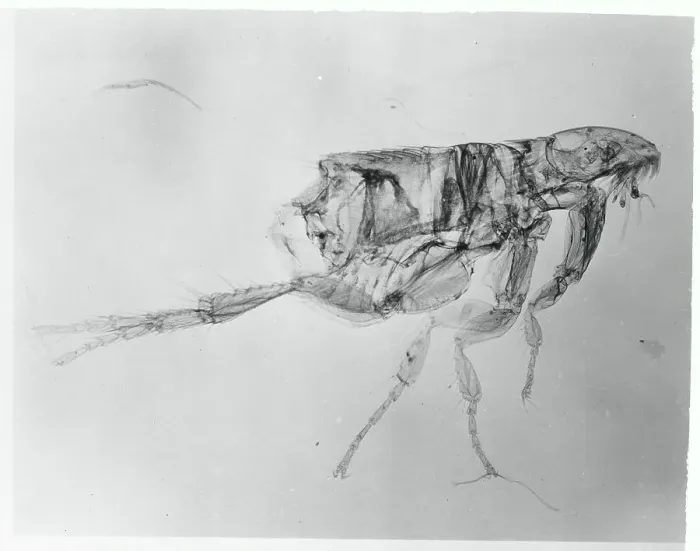 Framed Print : A Flea. (Original Caption). Dog's Nitemare Framed Print : A Flea. (Original Caption). Dog's Nitemare