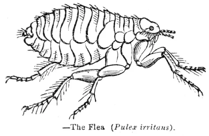 Framed Print : The Flea engraving 1893 Framed Print : The Flea engraving 1893