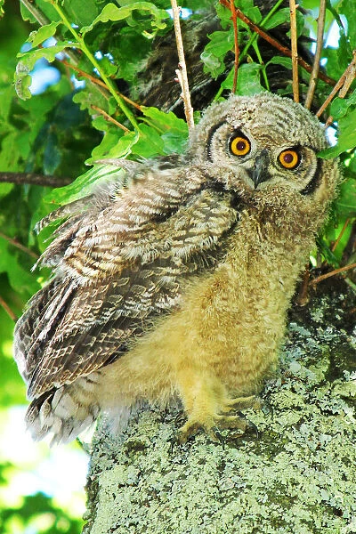 An almost fledged Spotted Eagle Owl, Bubo africanus, standing on a tree branch with its sibling hidden behind in the leaves. Photographed in De Waal Park in Central Cape Town, Western Cape Province, South Africa. A highly indignant look in the eyes of th