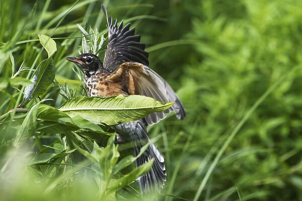 Fledgling American robin in early summer