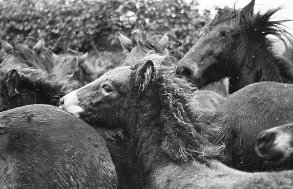 Fleeing Ponies; Rounding Up Exmoor Ponies