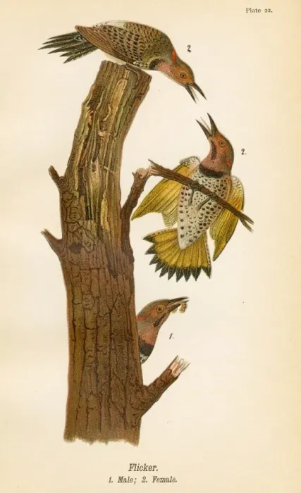 Framed Print : Flicker bird lithograph 1890 Framed Print : Flicker bird lithograph 1890