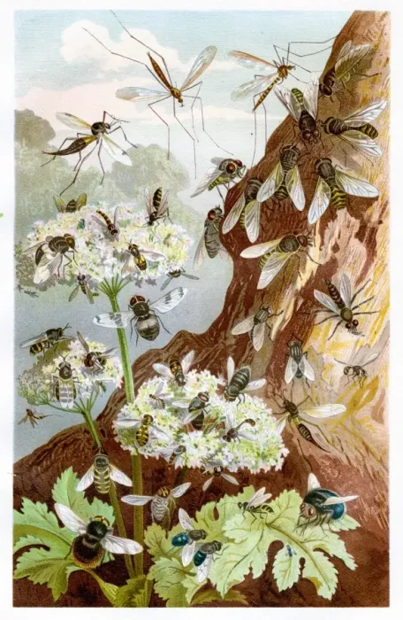Framed Print : Flies Chromolithograph 1884 Framed Print : Flies Chromolithograph 1884