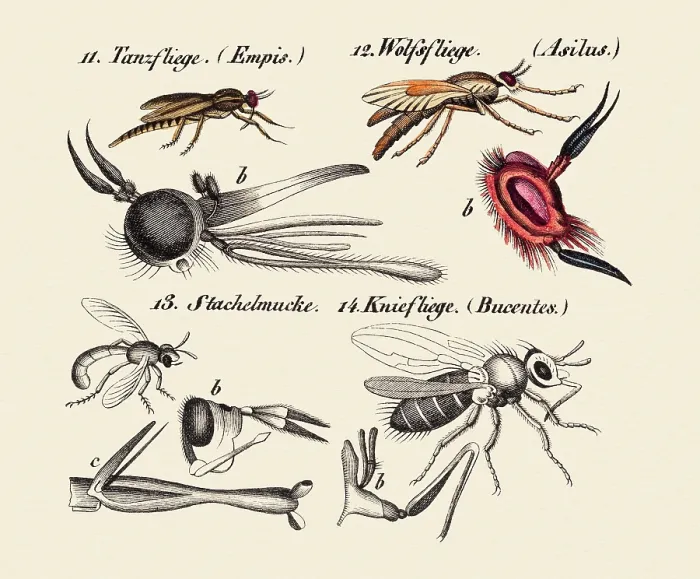 Framed Print : Flies and other insects, 19 century science illustration Framed Print : Flies and other insects, 19 century science illustration