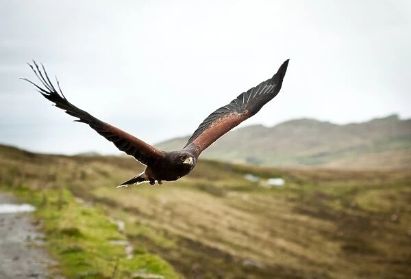 In Flight. Harris Hawk in flight over the Donegal Hills