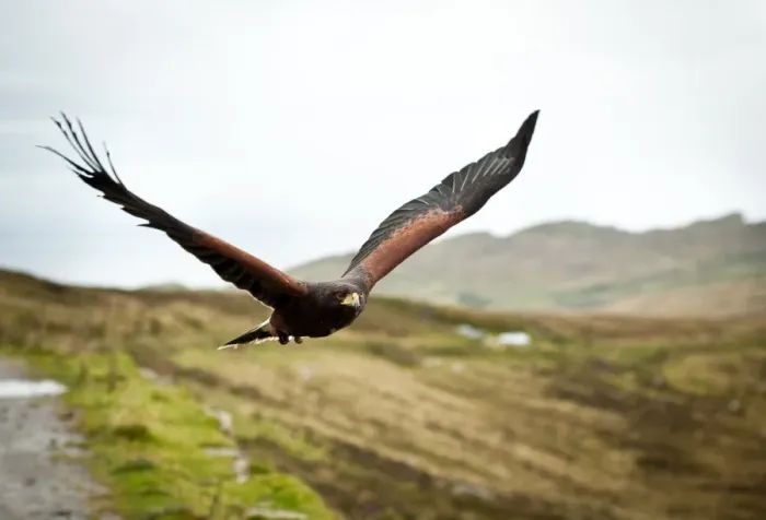 Framed Print : In Flight. Harris Hawk in flight over the Donegal Hills Framed Print : In Flight. Harris Hawk in flight over the Donegal Hills