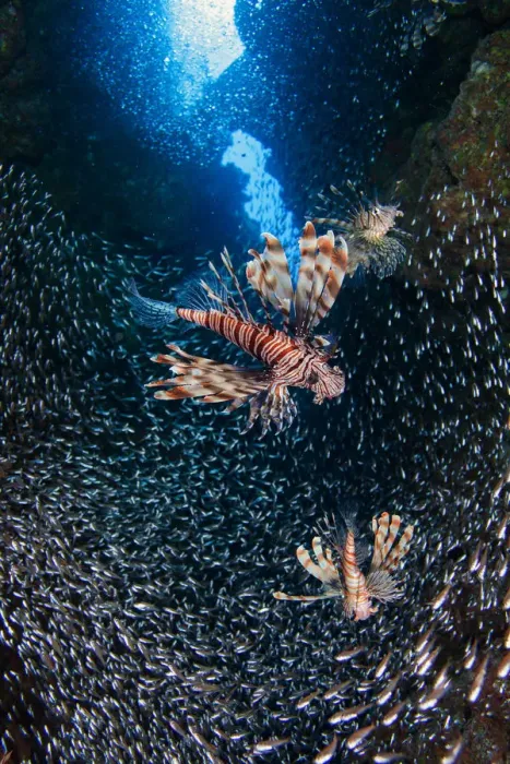 Framed Print : Flight. Lionfish hunting at horde of glass-fish, Dahab canyon Framed Print : Flight. Lionfish hunting at horde of glass-fish, Dahab canyon