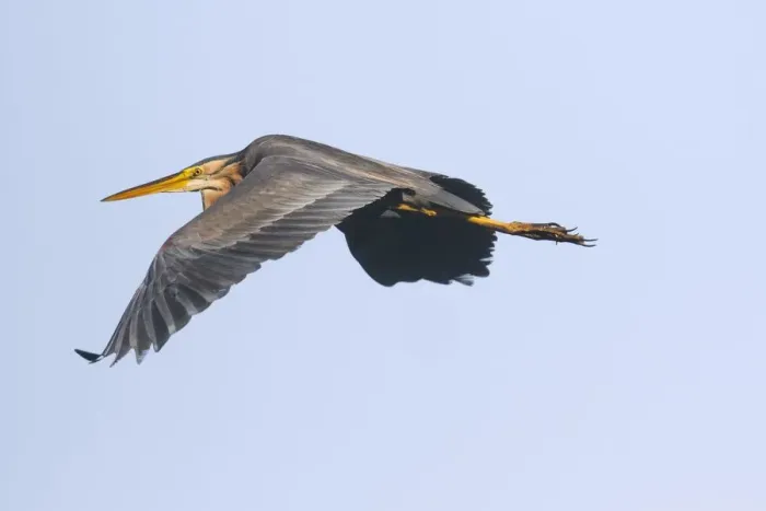 Framed Print : flight, in flight, natural environment, spreading out, wildlife, wing Framed Print : flight, in flight, natural environment, spreading out, wildlife, wing