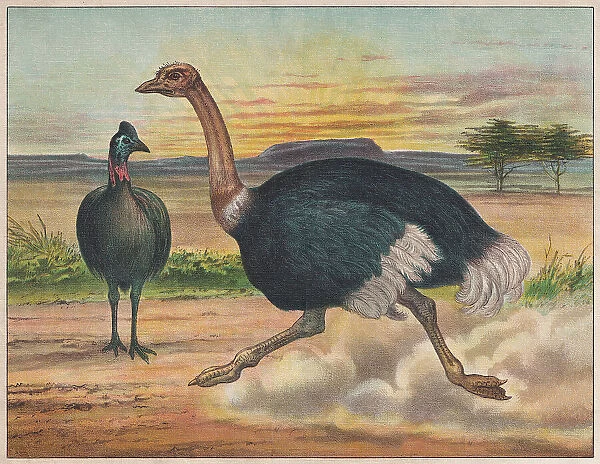 Flightless birds: Southern cassowary and ostrich, chromolithograph, published ca. 1898