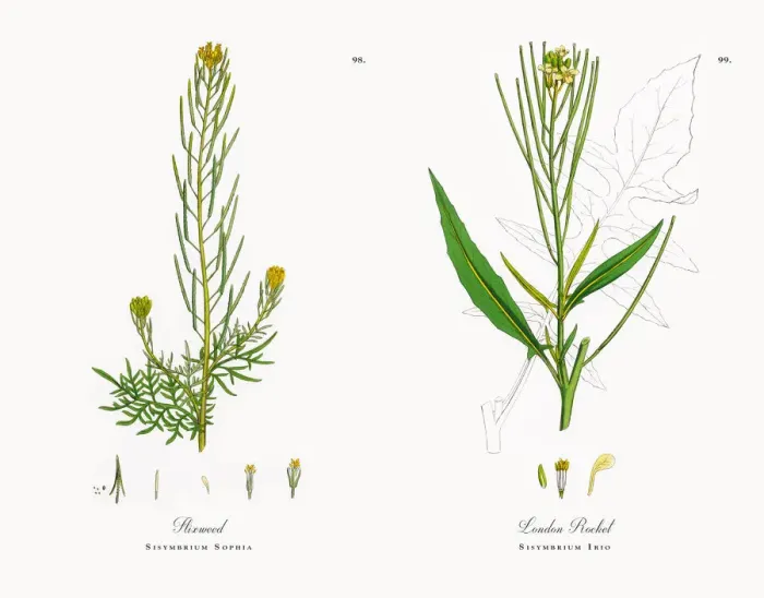 Framed Print : Flixweed, Sisymbrium Sophia, Victorian Botanical Illustration, 1863 Framed Print : Flixweed, Sisymbrium Sophia, Victorian Botanical Illustration, 1863