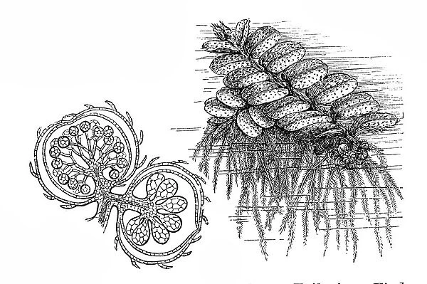 Floating fern (Salvinia natans)