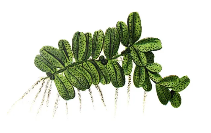 Framed Print : Floating fern (Salvinia natans) Framed Print : Floating fern (Salvinia natans)