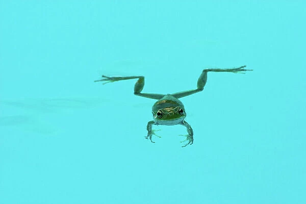 Floating green frog