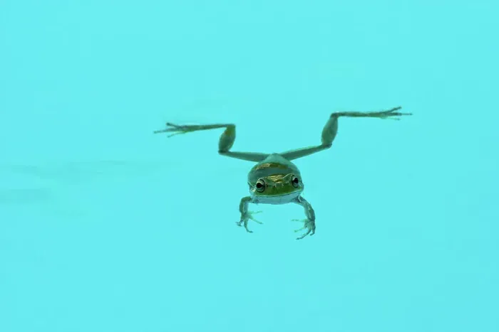 Framed Print : Floating green frog