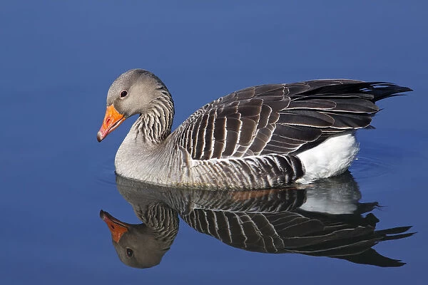 Floating Greylag Goose -Anser anser- with reflection in water