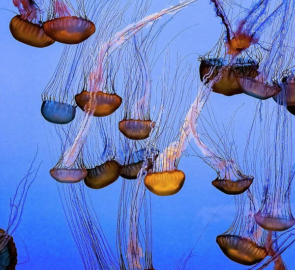 Floating Jellyfish