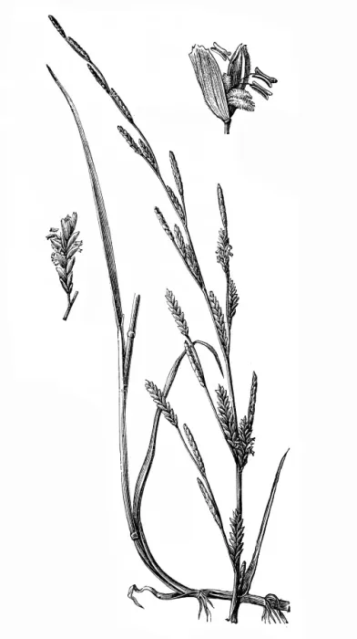 Framed Print : Floating Meadow-grass (Glyceria fluitans)