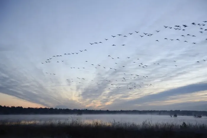 Framed Print : Flock of birds flying over a marsh in the morning, Tiste Bauernmoor, Burgsittensen, Lower Saxony, Germany Framed Print : Flock of birds flying over a marsh in the morning, Tiste Bauernmoor, Burgsittensen, Lower Saxony, Germany