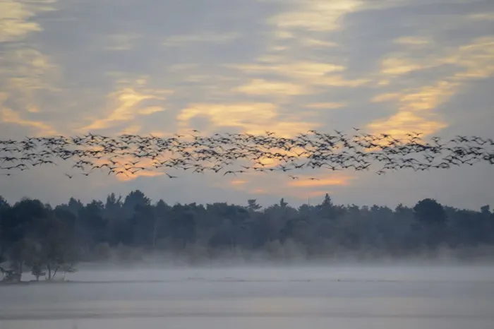 Framed Print : Flock of birds flying over wetlands in the morning, Tiste Bauernmoor, Burgsittensen, Lower Saxony, Germany Framed Print : Flock of birds flying over wetlands in the morning, Tiste Bauernmoor, Burgsittensen, Lower Saxony, Germany