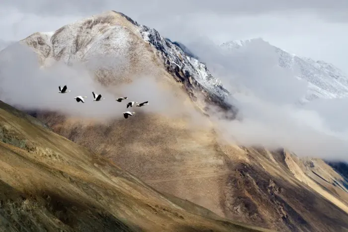 Framed Print : Flock of birds and mountain range Framed Print : Flock of birds and mountain range