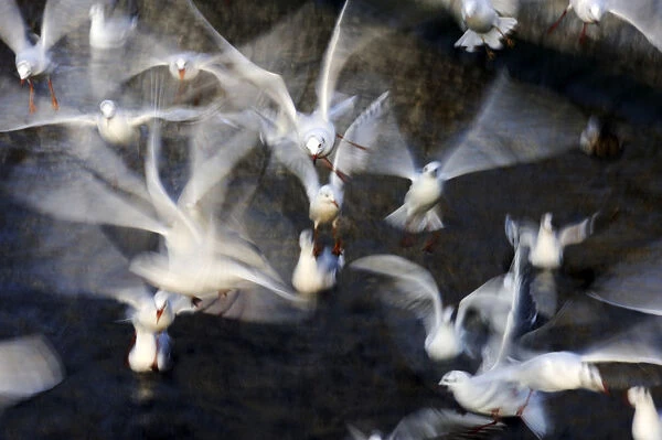Flock of black-headed gulls -Larus ridibundus-