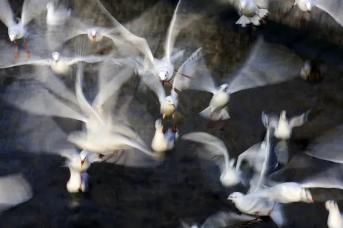 Framed Print : Flock of black-headed gulls -Larus ridibundus- Framed Print : Flock of black-headed gulls -Larus ridibundus-