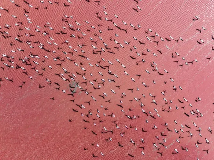 Framed Print : Flock of flamingos flying above Laguna Colorada seen from an aerial point of view, Bolivia Framed Print : Flock of flamingos flying above Laguna Colorada seen from an aerial point of view, Bolivia
