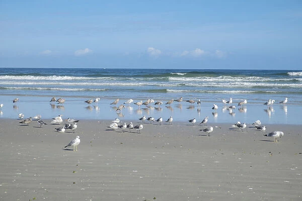 Flock of Royal terns (Thalasseus maximus) on beach, New Smyrna Beach, Florida, USA
