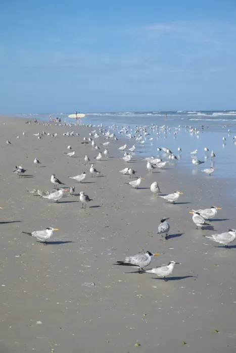 Framed Print : Flock of Royal terns (Thalasseus maximus) on beach, New Smyrna Beach, Florida, USA