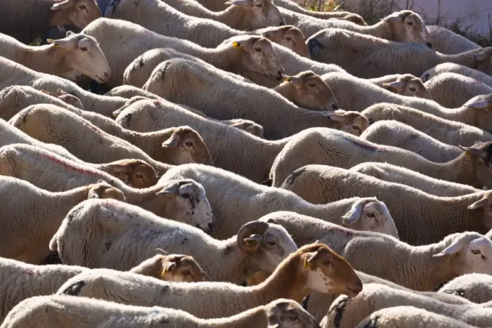 Framed Print : Flock of sheep; burunchel jaen province andalusia spain Framed Print : Flock of sheep; burunchel jaen province andalusia spain