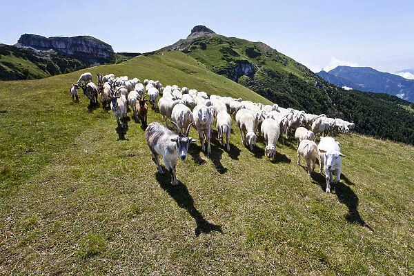Flock of sheep in front of Cornet Mountain and Dos d Abramo Mountain, Trentino, Italy, Europe