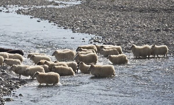 Flock of sheep crossing a river, sheep transhumance, near Hofn, Iceland