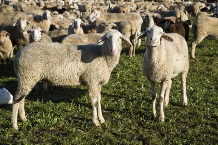 Framed Print : Flock of sheep, domestic sheep -Ovis orientalis aries-, Swabian Alb, Baden-Wuerttemberg, Germany, Europe, PublicGround Framed Print : Flock of sheep, domestic sheep -Ovis orientalis aries-, Swabian Alb, Baden-Wuerttemberg, Germany, Europe, PublicGround
