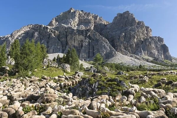 Flock of sheep on Falzarego Pass, the Lagazuoi with cable car station at the back, Cortina dAmpezzo, Veneto, Italy