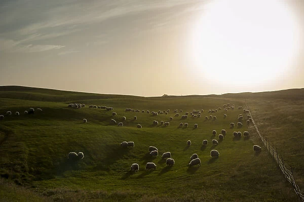 Flock of sheep on a green meadow or pasture, bringing down sheep in Kirkjubaejarklaustur, South Iceland, Iceland, Europe