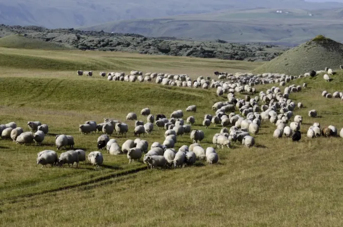 Framed Print : Flock of sheep on a green meadow or pasture, bringing down sheep in Kirkjubaejarklaustur, South Iceland, Iceland, Europe Framed Print : Flock of sheep on a green meadow or pasture, bringing down sheep in Kirkjubaejarklaustur, South Iceland, Iceland, Europe
