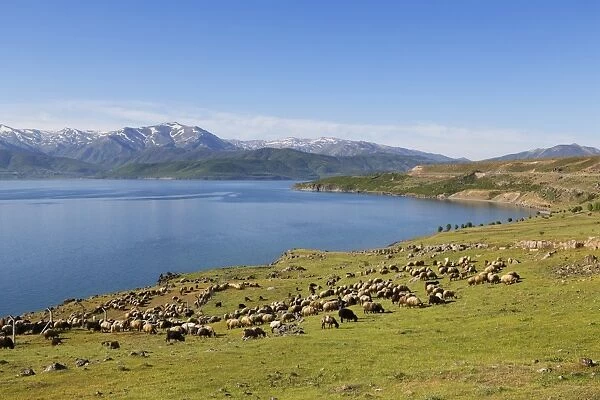 Flock of sheep at Lake Van or Van Golu near Tatvan, Bitlis Province, Eastern Anatolia Region, Anatolia, Turkey