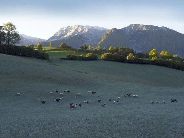Flock of sheep in the morning dew, Limestone Alps National Park near Windischgarsten, Austria, Europe
