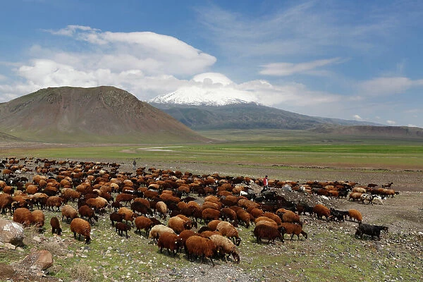 Flock of sheep in front of Mount Ararat, Buyuk Agri Dagi, Dogubayazit, Dogubeyazit, Dogubeyazit, Agri province, Agri, Eastern Anatolia Region, Anatolia, Turkey