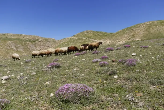 Framed Print : A flock of sheep on a mountain pasture in the Taurus Mountains, near Adilcevaz, Bitlis Province, Eastern Anatolia Region, Anatolia, Turkey Framed Print : A flock of sheep on a mountain pasture in the Taurus Mountains, near Adilcevaz, Bitlis Province, Eastern Anatolia Region, Anatolia, Turkey