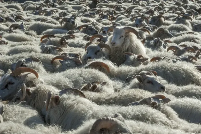 Framed Print : Flock of sheep near Kirkjubaejarklaustur, southern Iceland, Iceland, Europe Framed Print : Flock of sheep near Kirkjubaejarklaustur, southern Iceland, Iceland, Europe