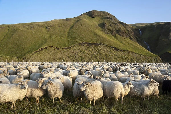 Flock of sheep near Kirkjubaejarklaustur, green hills at the back, southern Iceland, Iceland, Europe
